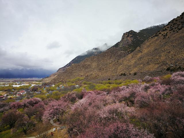 图为林芝嘎拉村的桃花林(作者摄)