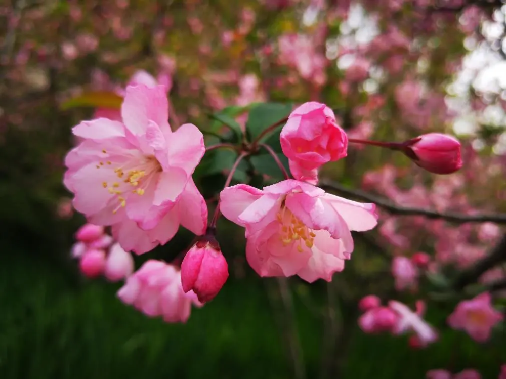 花朵簇簇生,朵朵弯下垂,花色如玫瑰般艳丽,花姿如仙女般优美.