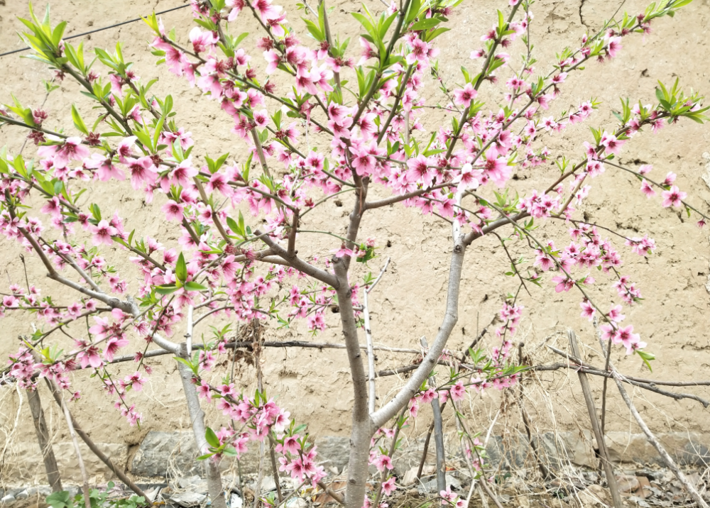 桃树开花后,如何喷洒两遍药?需要注意什么?