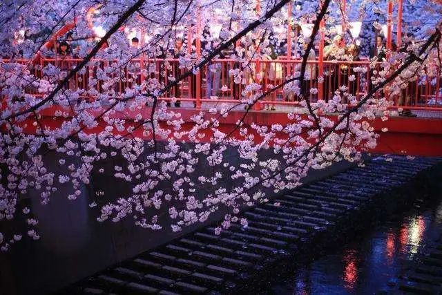 满樱遇上初春雪,日本关东迎来32年一遇"樱吹雪,美成仙境!