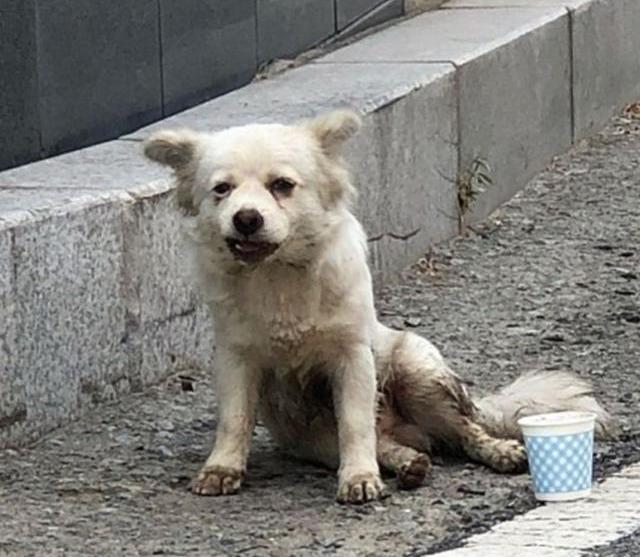 流浪猫狗不是垃圾桶!