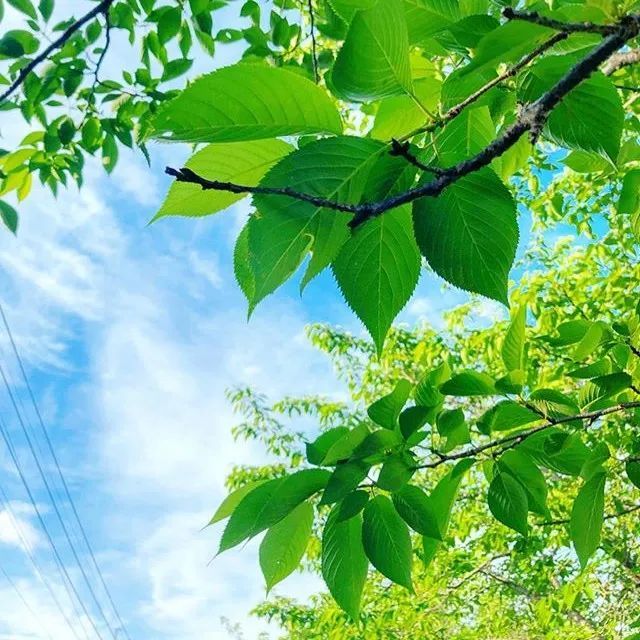 适合做微信头像的风景图片