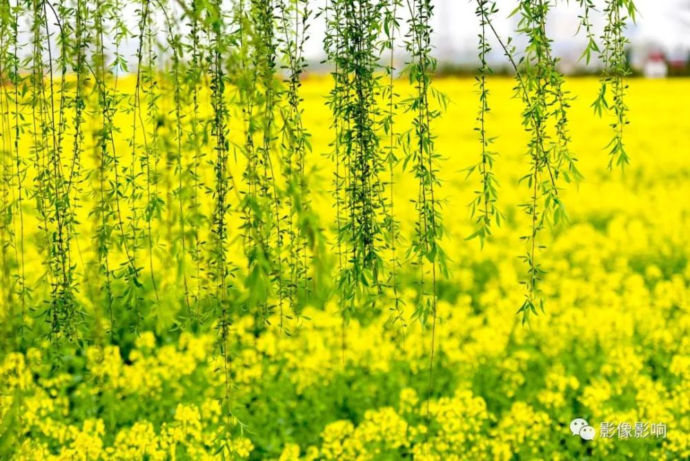 西安泾河新城大片油菜花盛放 花海中小房子成亮点