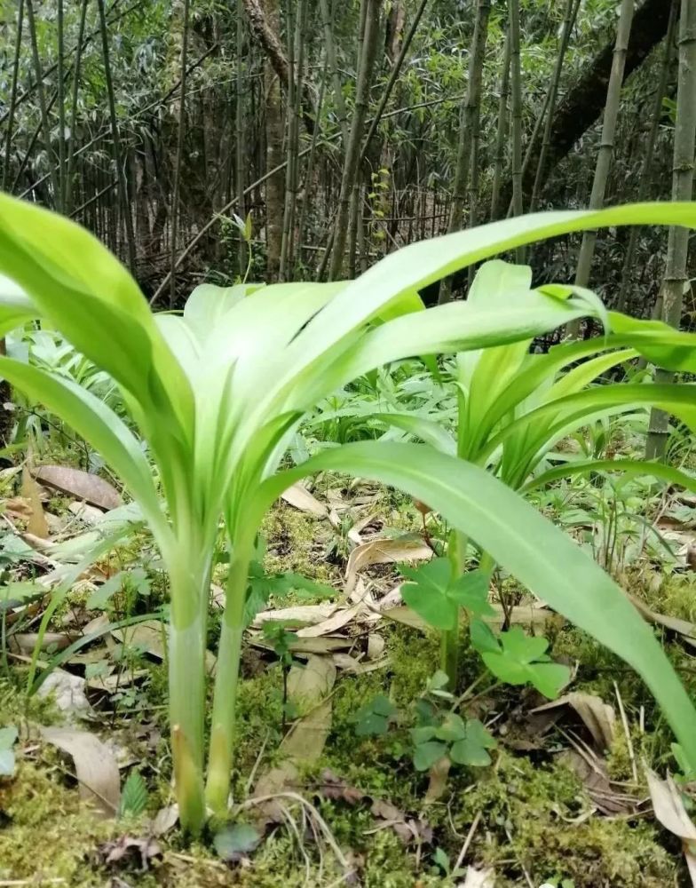 重庆土著:这些野菜野果,你还记得多少?