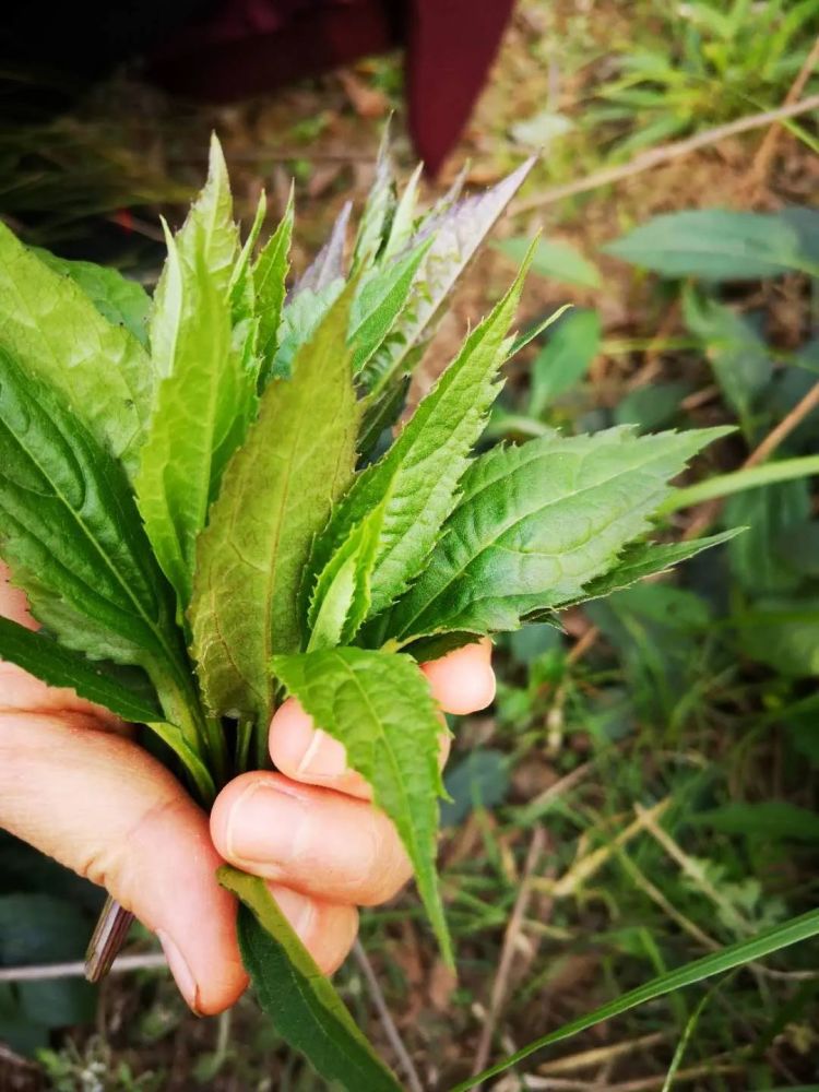 山谷阴处亦能蔓生,叶如荞麦而肥,茎紫赤色,江左人好生食,关中谓之菹菜