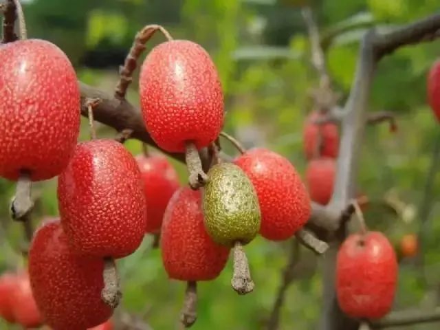 重庆土著这些野菜野果你还记得多少