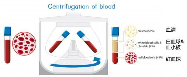 血液成分示意图,来源:freepik.com