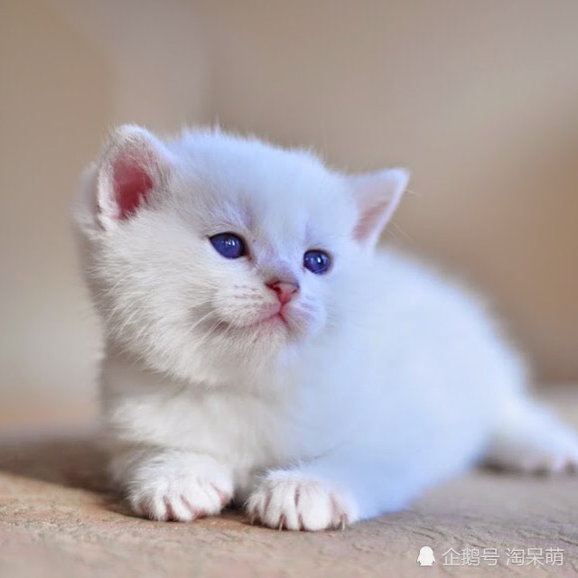 最后一页 小奶猫为什么可以这么可爱 (来自:淘呆萌)