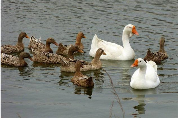 鸭子与鹅在水中