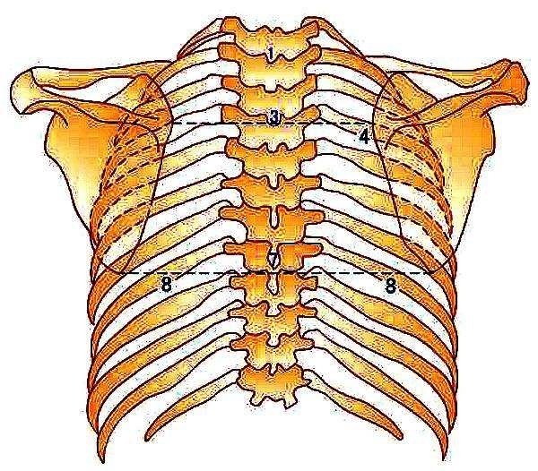 这样就构成了人体的胸廓胸椎的位置:胸椎最近有个朋友他