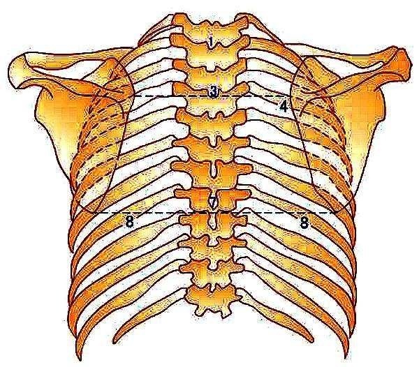 胸椎左右两侧跟相应的肋骨相连接,而肋骨在前方又通过肋软骨跟胸骨相