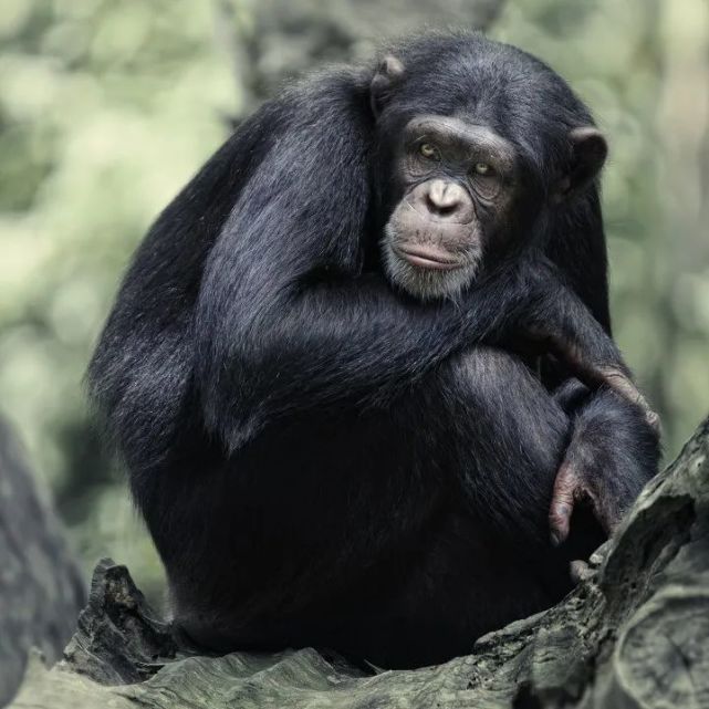 野生黑猩猩对埃博拉几乎没有免疫力,非洲已有数千只黑猩猩死于