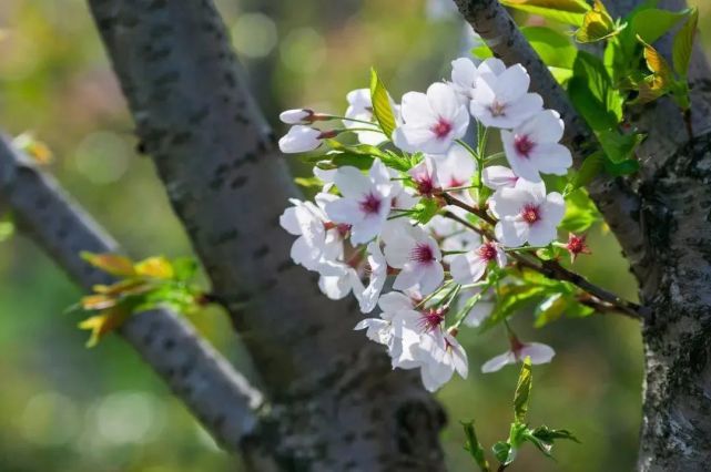 开白花的滇池海棠,西蜀海棠,沧江海棠,河南海棠的辨识区别