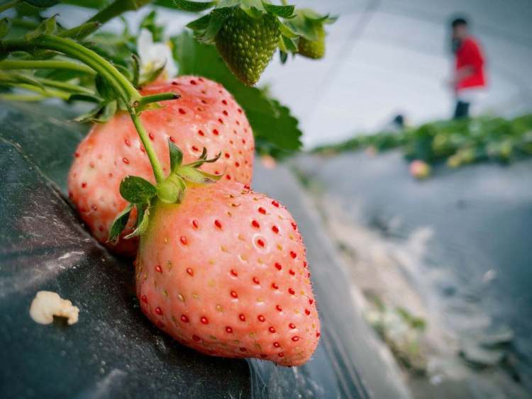 青浦白鹤草莓姑娘周瑜带你一起云采摘