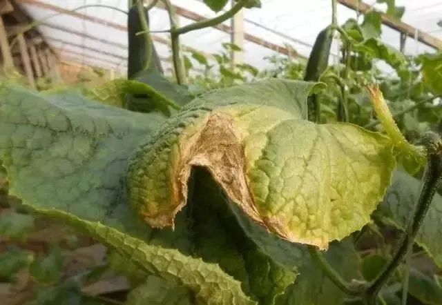 降低湿度科学用药,天气转好后,灰霉病病斑处干燥,病情得到控制.