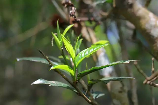 详细解析景洪勐宋山"大勐宋"与"小勐宋"古树茶_腾讯新闻