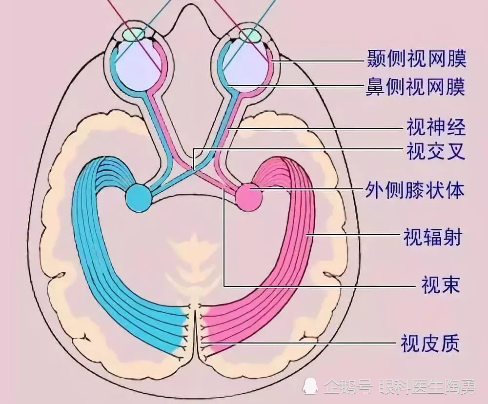 当我们看到美景之时,我们的眼睛和视觉中枢传输给我们的图像信息与