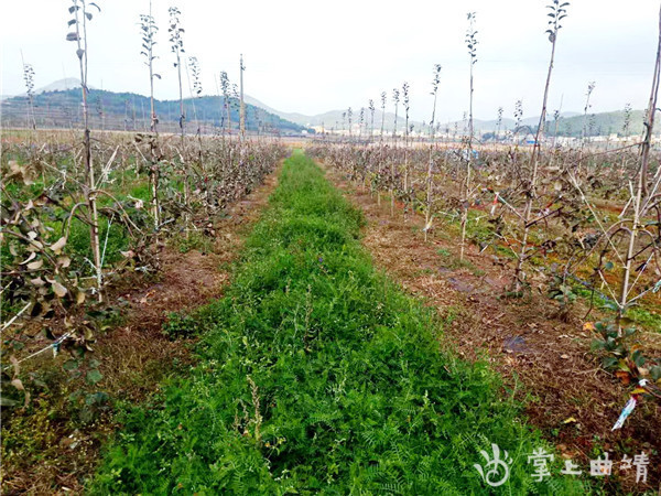 近年来,曲靖市绿肥种植面积占云南省的二分之一到三分之一之间,曾先后