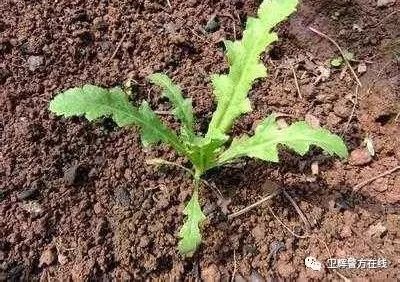 罂粟苗像菜, 长大开花又很好看, 他们都长这样.