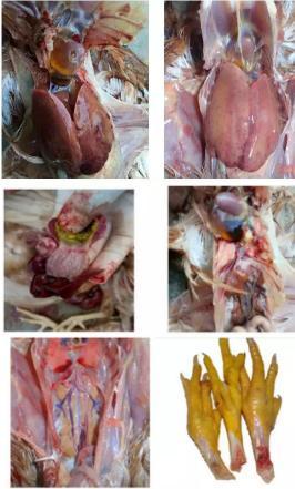 蛋鸡安卡拉腺病毒,蛋鸡肝脏肾脏肿大,心包积水,怎么整?