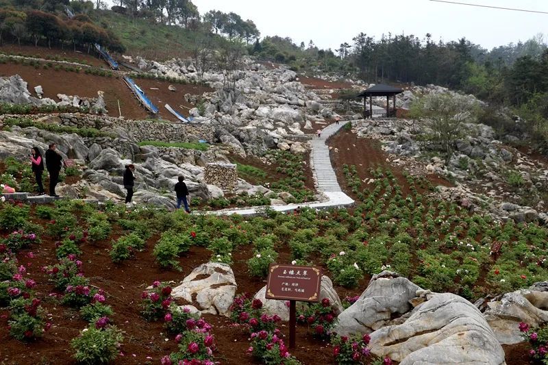 醉美丫山"的主题,秉承"牡丹为媒,文化为魂"的宗旨,唱响"欢乐芜湖"