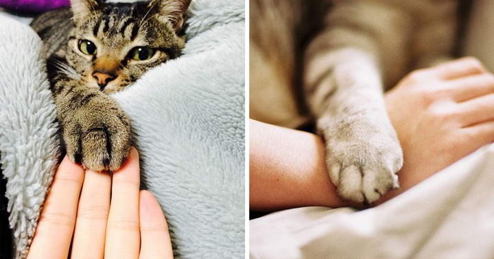 一二三牵着手,铲屎官和猫牵手,为何主子一定要把手放在最上面?