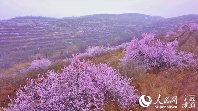 第十六届六盘山山花节启动 固原文旅行业复工复产全面