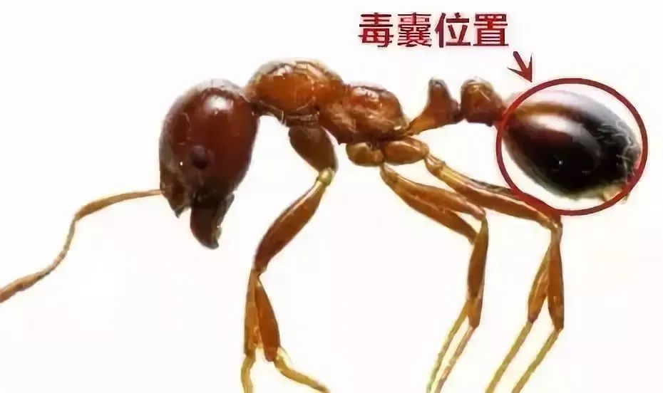 小心剧毒红火蚁