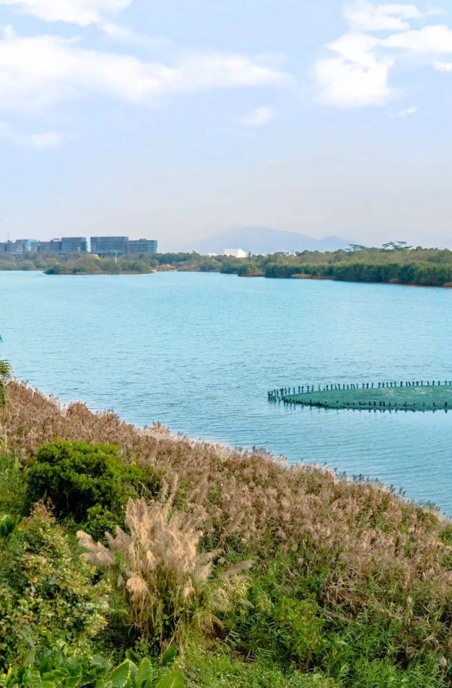 华侨城湿地公园是 上个世纪深圳湾填海时留下的珍稀生态区域 占地68.
