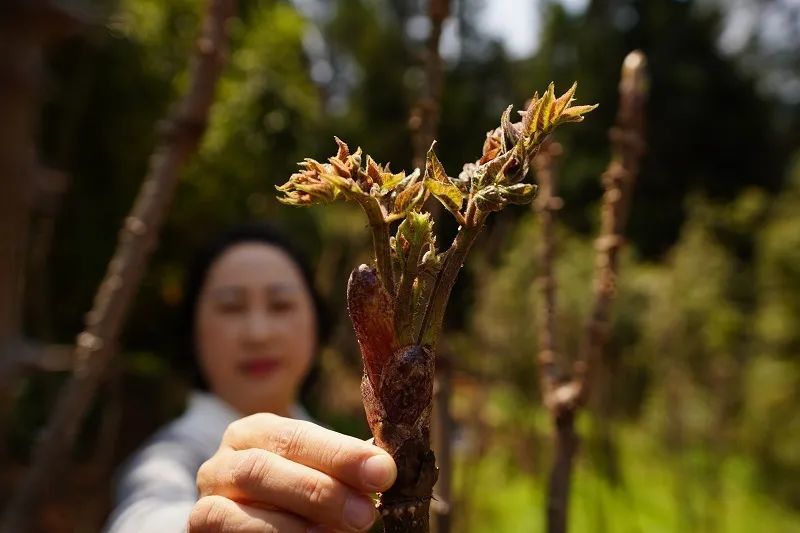 刺脑包又名刺老苞,树头菜,在医学专著中被称为"鹊不踏(因树上长满刺