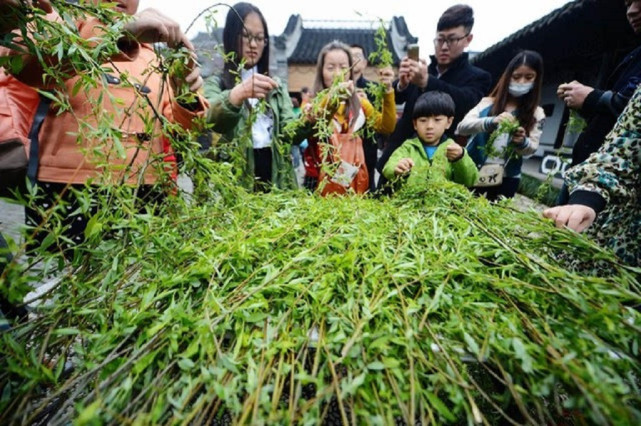 清明节除了祭祀,为何还有戴柳,插柳的民俗?究竟有何寓意