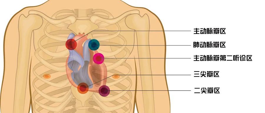 肺动脉瓣区位于胸骨左缘第 2 肋间;二尖瓣区位于心尖区;心脏的听诊