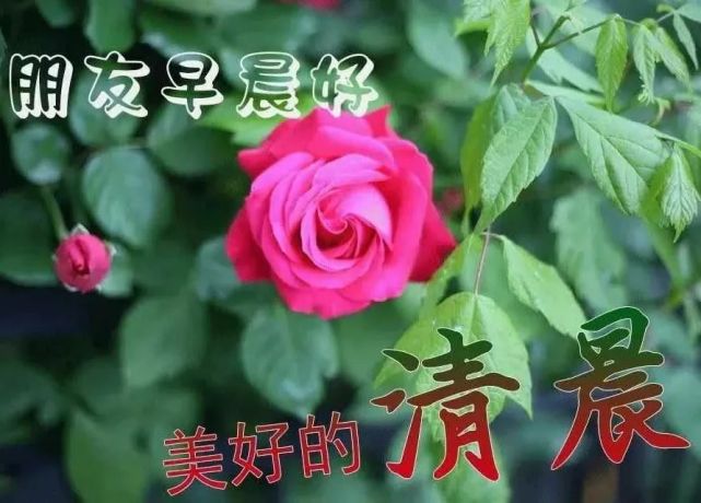 中老年动态表情包,早上好聊天不用打字图片!