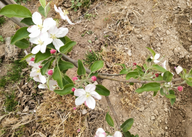 苹果树花露红期如何用药?打什么药好?