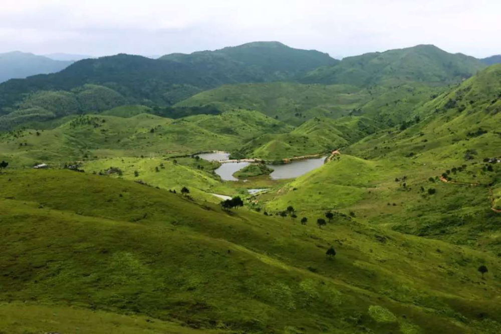 图片来源:太姥山旅游 很难想象 在茫茫东海之滨的海岛中央 竟有一片万