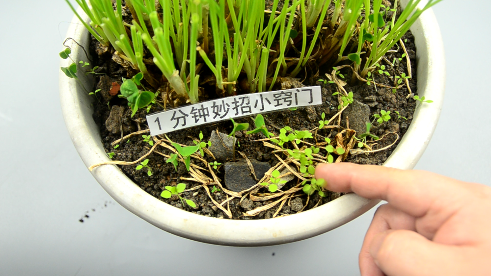 除草剂根本不用买,在家自己就能做,几毛钱成本自制一大瓶,试试