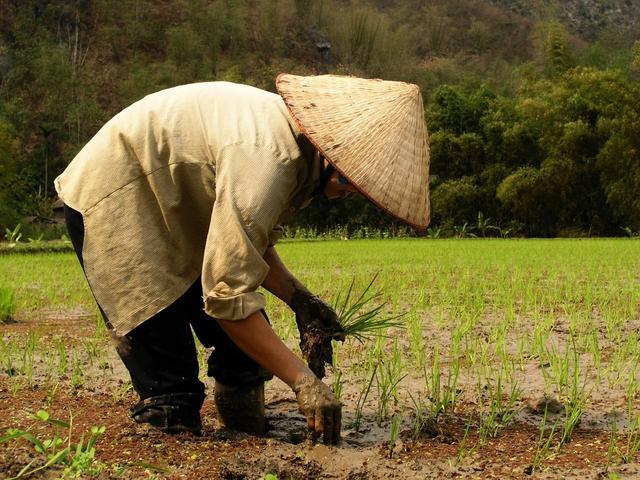 与此同时,在农村里,我们发现现在很多农民也已经不再种植粮食,转而