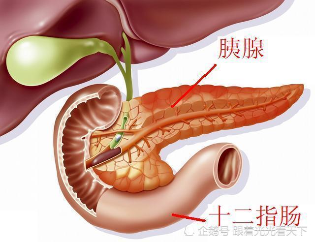 胰腺在人体的什么部位及胰腺的功能