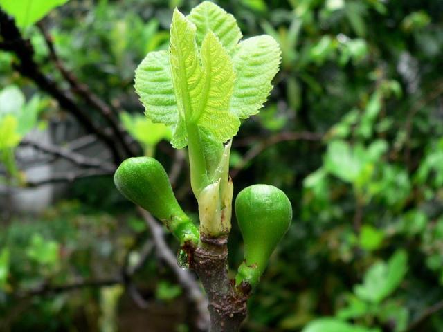 无花果春天就结果了?做到1步,果子越结越多,又甜又大