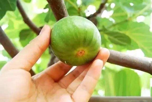 无花果春天就结果了?做到1步,果子越结越多,又甜又大