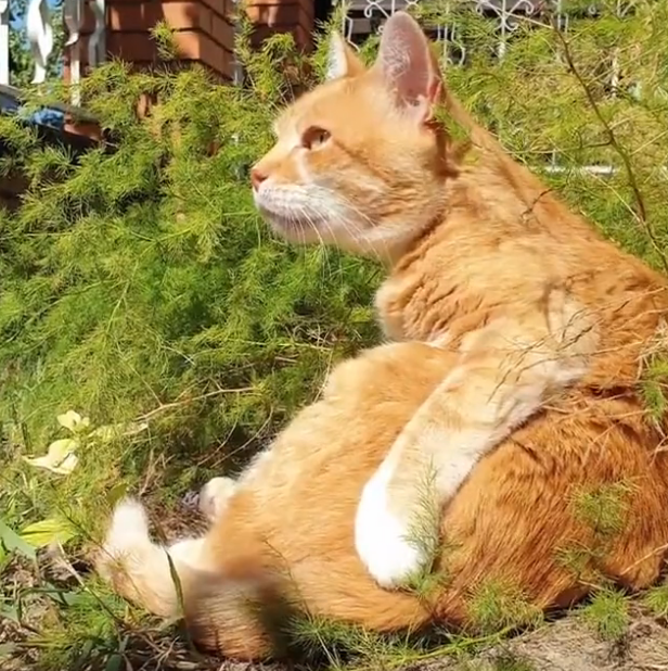 橘猫每天下午坐在院子里晒太阳,这坐姿,就缺一壶茶了!