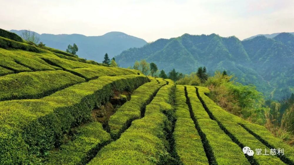 慈利县三合镇的春茶已上市!喊您来尝鲜哦!