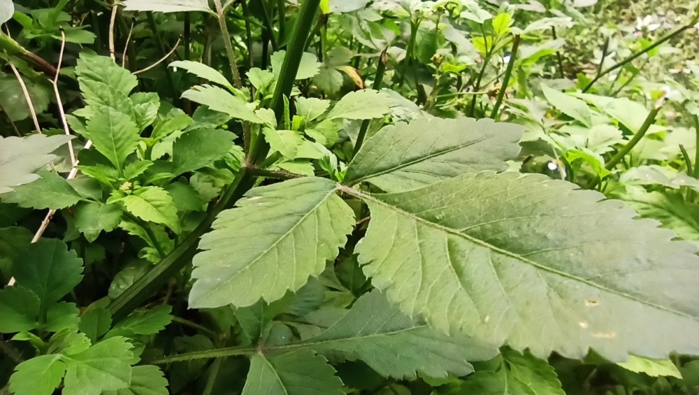 三叶白花鬼针草为常用草药一年生草本植物,采取全株晒干,煮水具有