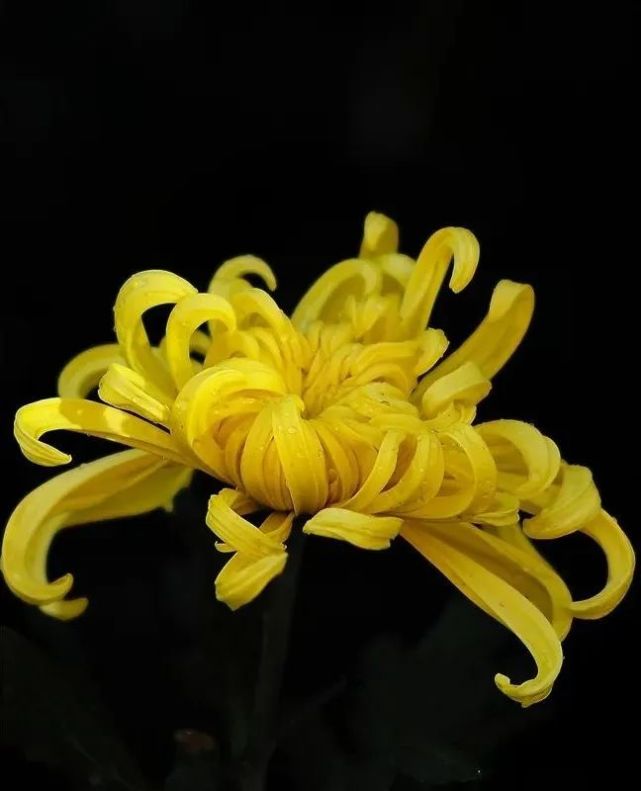 黄色菊花,因为地域的不同而有不同的意思,它在中国代表相思,在西方则