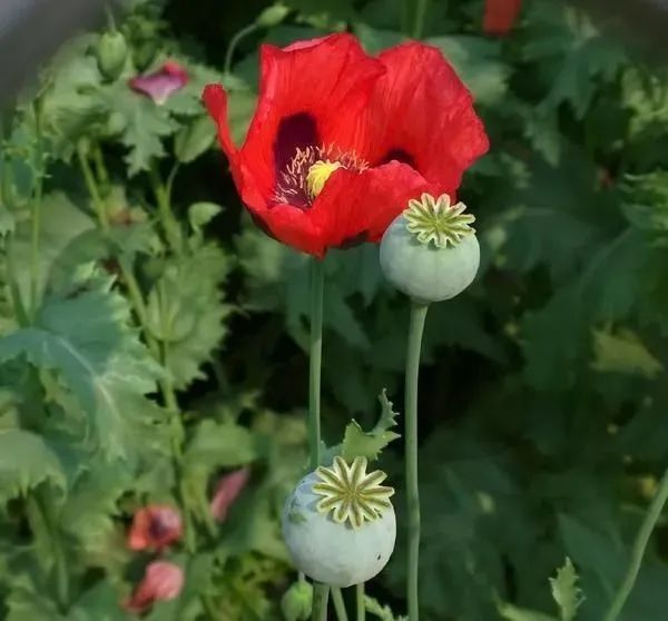 "大烟葫芦"不是菜,种一棵也违法!宁津已有多人被处罚