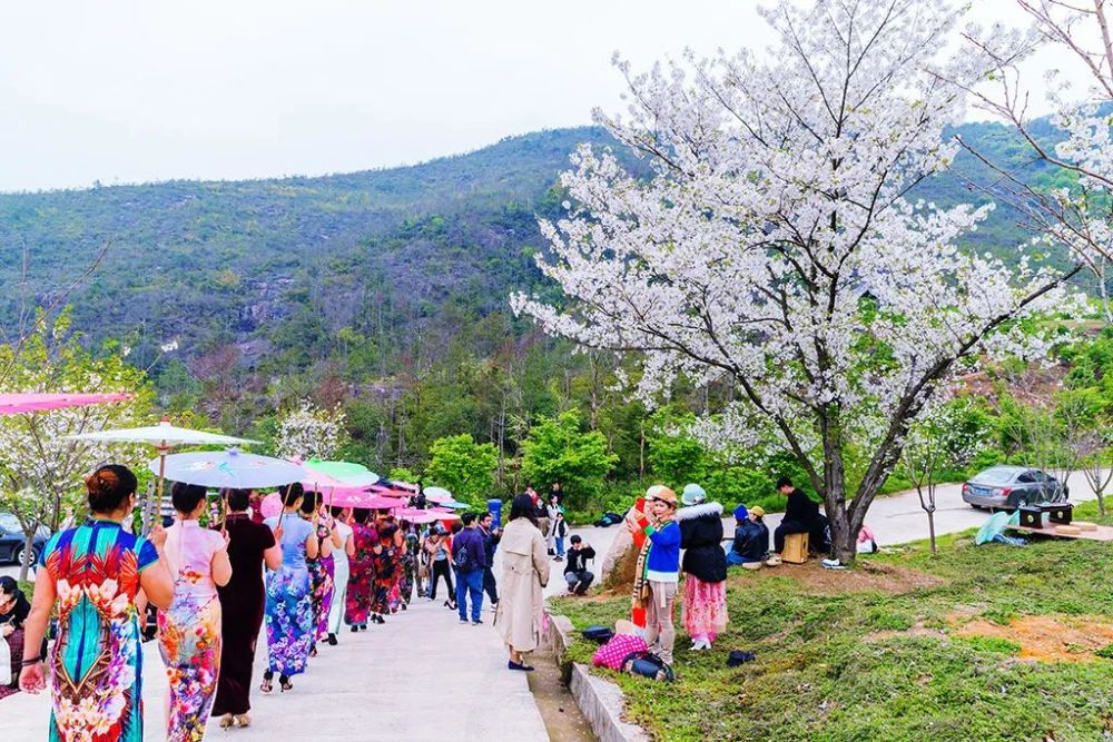 温州永嘉这棵樱花王树龄90余年,本周正是盛开时节!