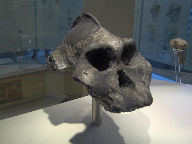 非洲出土最早的直立人化石,头骨碎成150块,可能曾以南方古猿为食