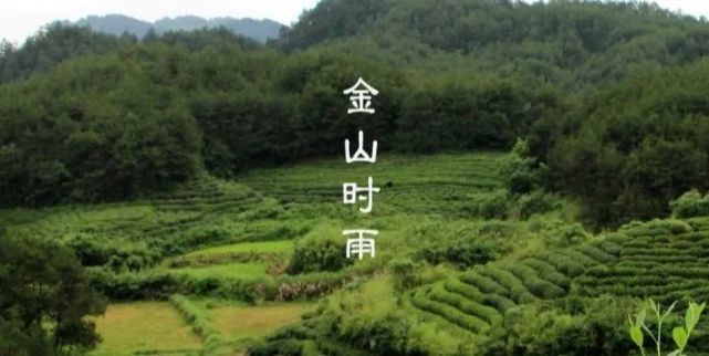 在这早春四月,品一口上庄的"金山时雨"