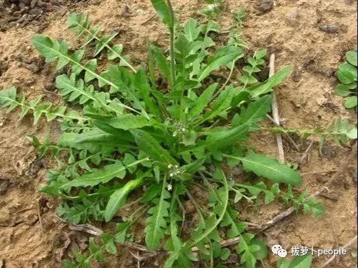 开春挖野菜,送你一本识别图谱,安全又实用