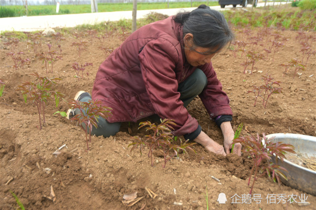 农民外出打工,父母帮忙种植庄稼,收入该如何分配?